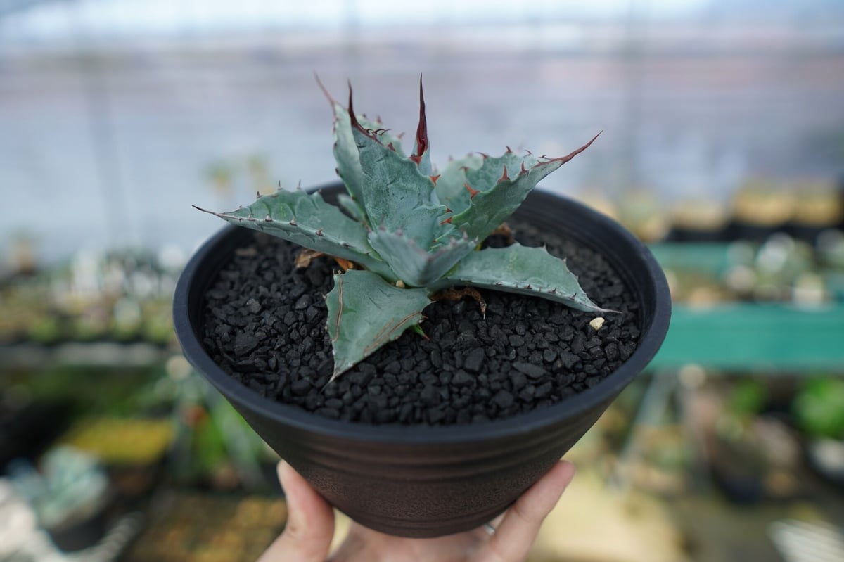 アガベ パラサナ ”トライアンファント” Agave Parrasana 