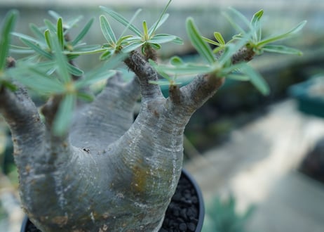 パキポディウム　グラキリス　 Pachypodium Gracilius  No.2
