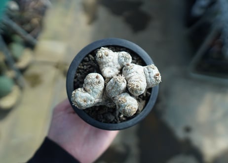 パキポディウム　ブレビカウレ　Pachypodium brevicaule