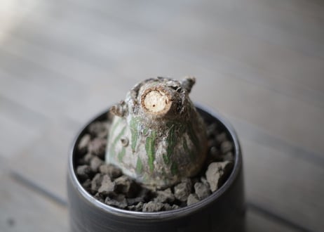 プセウド　ボンバックス　Pseudobombax