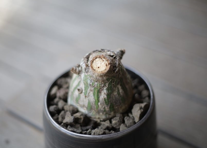 プセウド ボンバックス Pseudobombax | mana's farm:塊根植物・アガベ