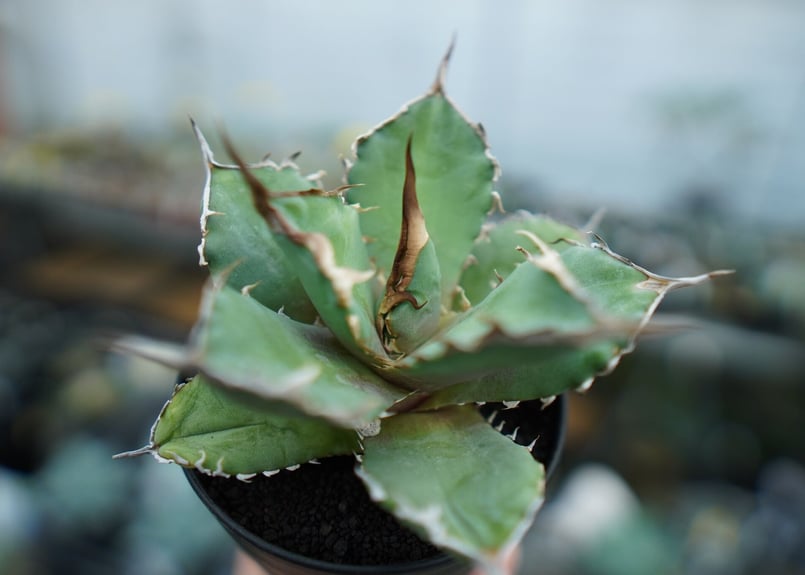 アガベ　獅子光　台湾 アガベ チタノタ 獅子光 agave titanota Lion light 子株 No.4