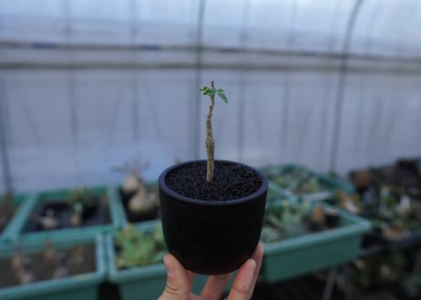ブルセラ ヒンドシアナ Bursera hindsiana