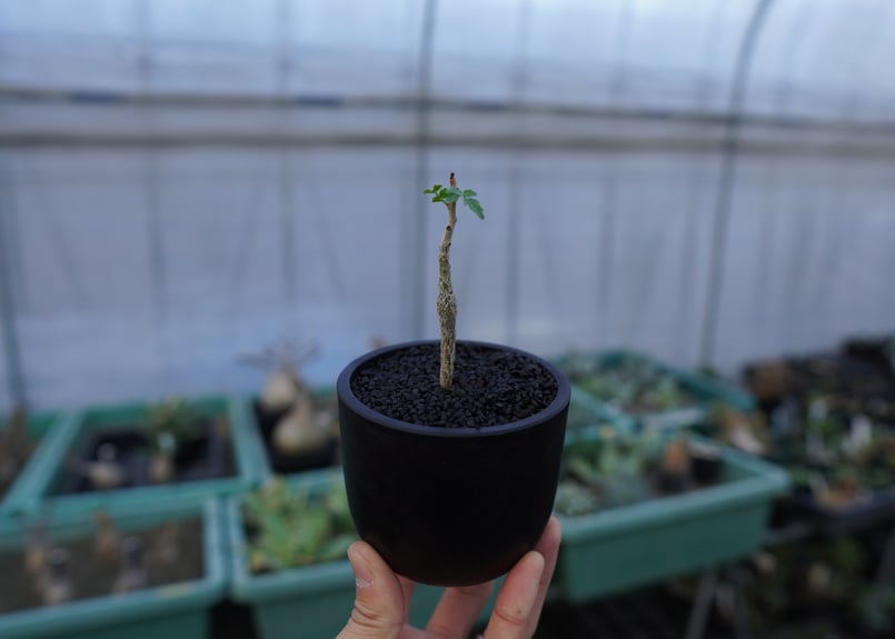 ブルセラ ヒンドシアナ Bursera hindsiana | mana's farm:塊根植