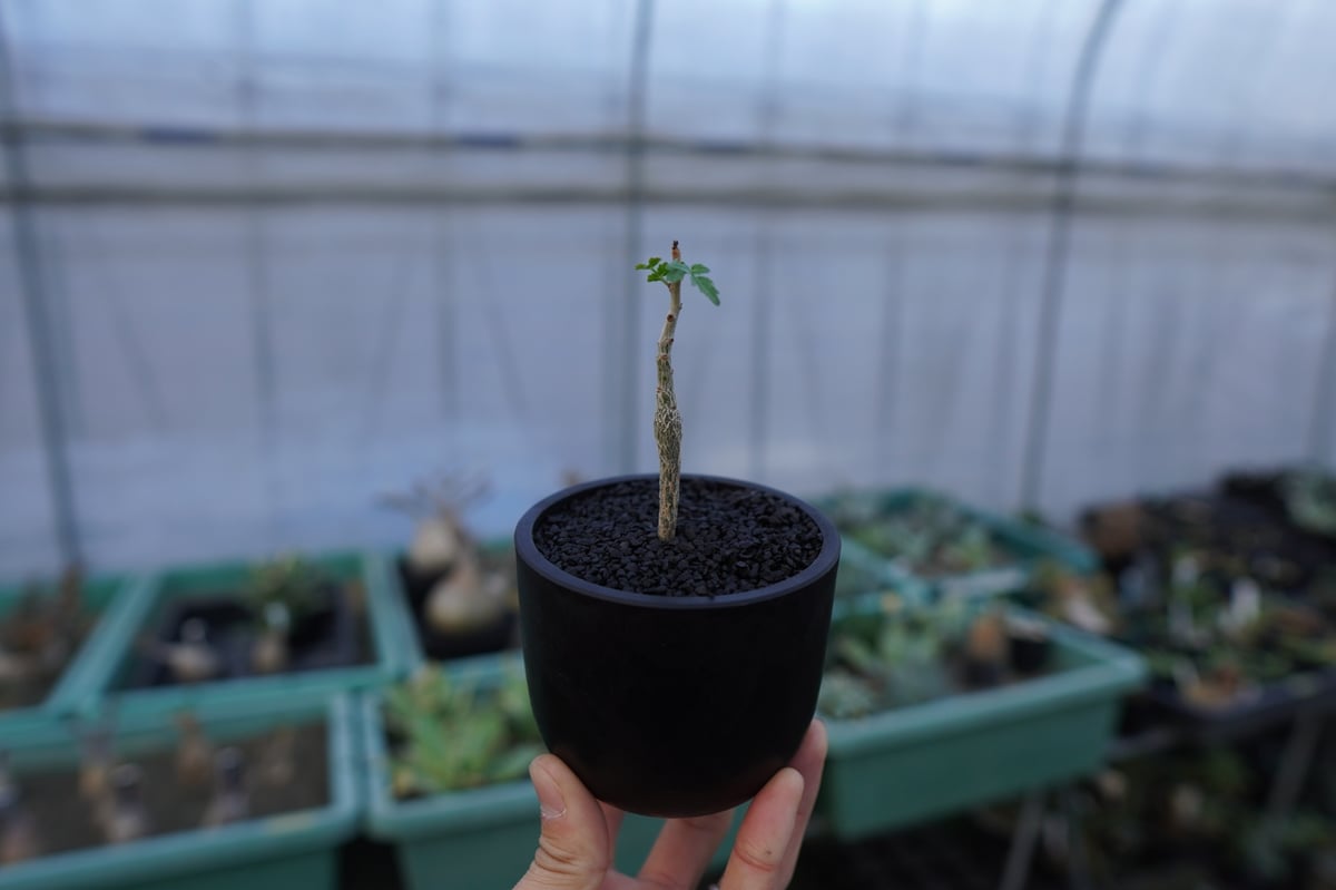 ブルセラ ヒンドシアナ Bursera hindsiana | mana's farm:塊根植