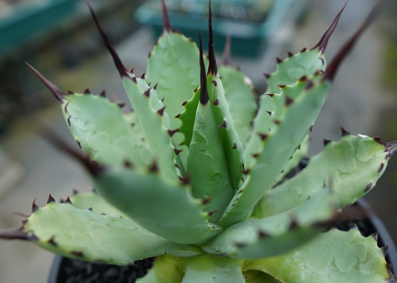 アガベ マクロアカンサ×ポタトラム Agave macroacantha×potatorum