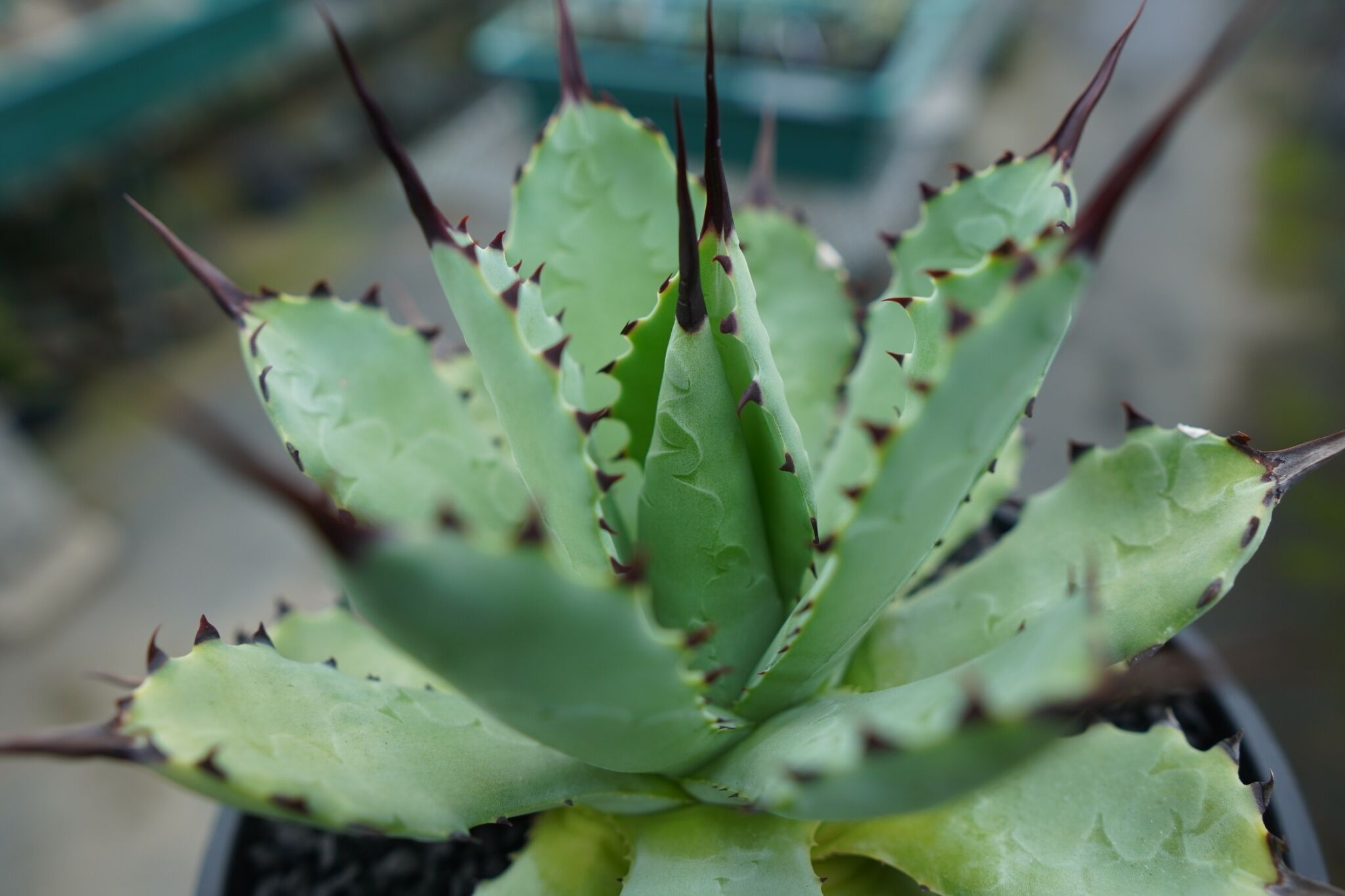 アガベ マクロアカンサ×ポタトラム Agave macroacantha×potatorum