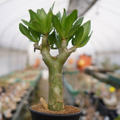 パニクラータス | STORES