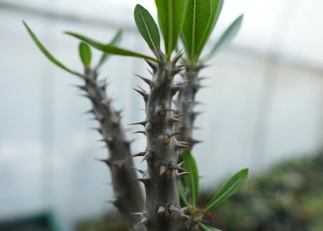 パキポディウム　デンシフローラム　Pachypodium densiflorum　No.6