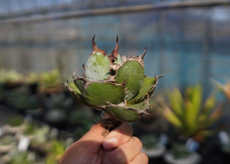 agave　titanota　ブラックアンドブルー　No.11