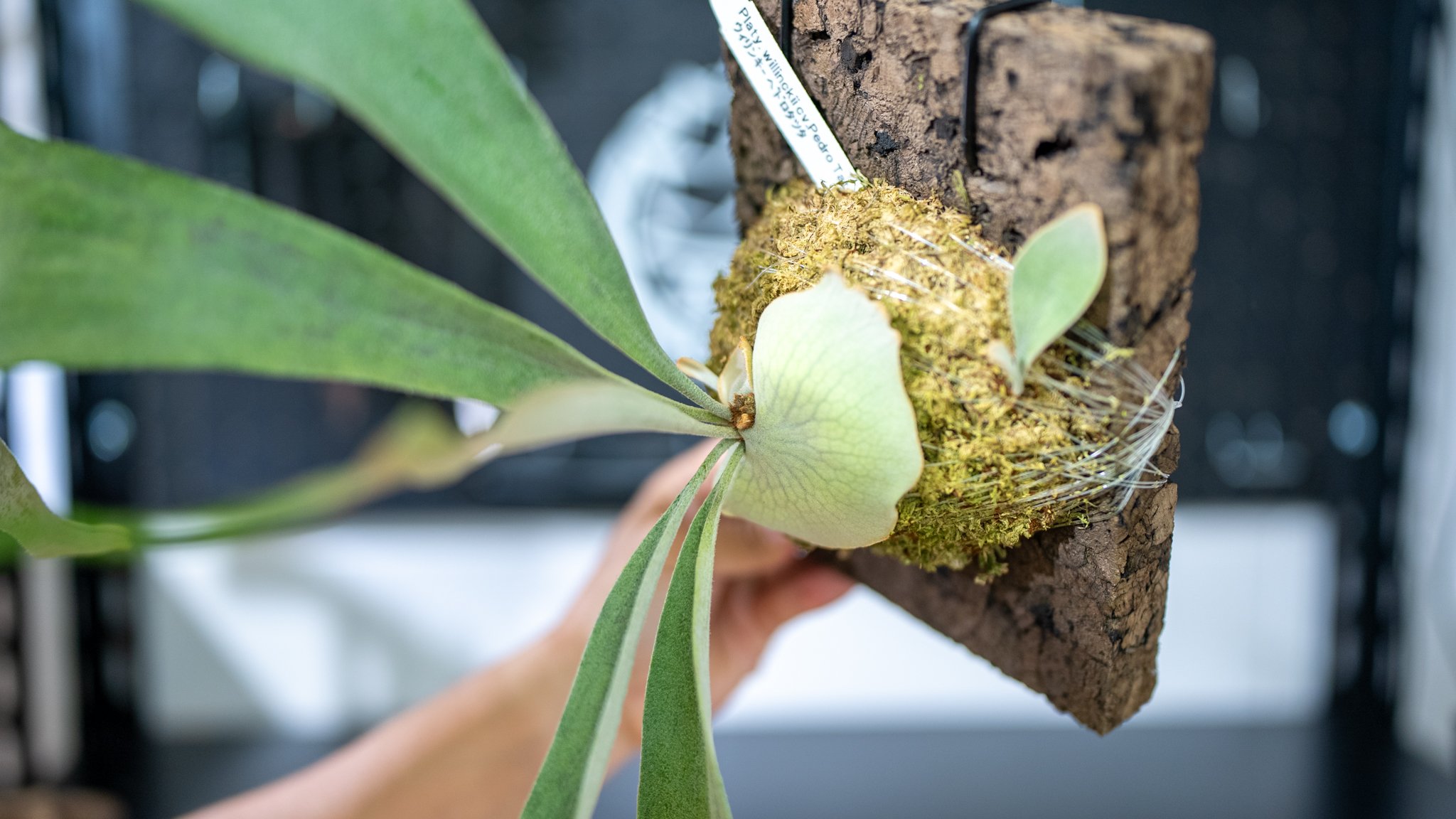 ビカクシダ ウィリンキー ペドロタツタ Platycerium willinckii cv P