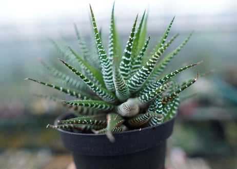 ハオルチア　十二の巻　Haworthia fasciata