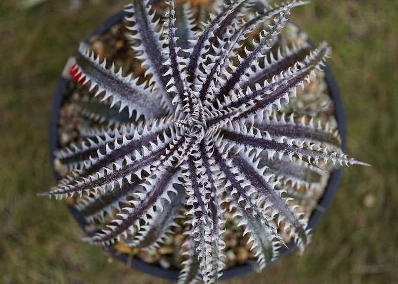 Dyckia Gandalf | mana's farm:塊根植物・アガベ・ドライガーデン植物
