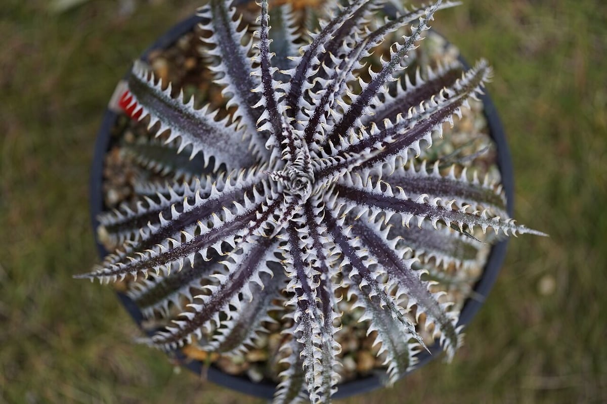 Dyckia Gandalf | mana's farm:塊根植物・アガベ・ドライガーデン植物