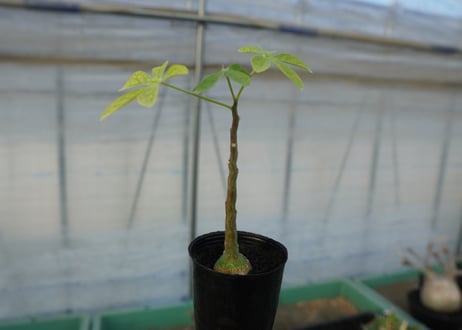 アデニア　グラウカ　Adenia glauca