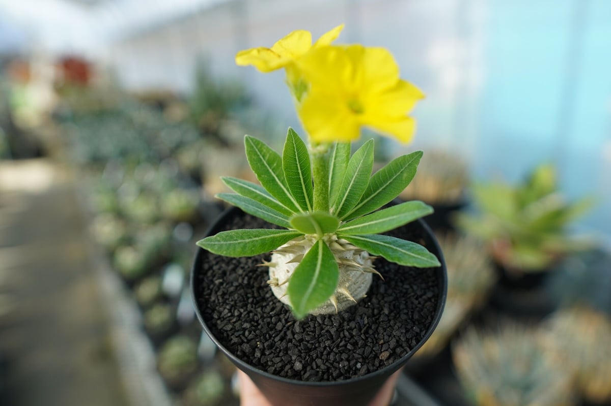 パキポディウム 恵比寿大黒 Pachypodium Densicaule No.2 | man パキポディウム 恵比寿大黒 Pachypodium Densicaule No.2 | man