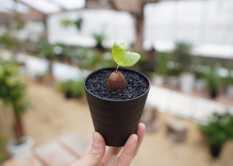 優良株 【亀甲竜】 塊根植物 鉢ごと発送します ③ Amazon｜ディオスコレア（亀甲竜）：エレファンティペス 厳選株