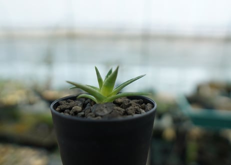 ディッキア　ムーングロー　Dyckia brevifolia  Moon Glow　No.1