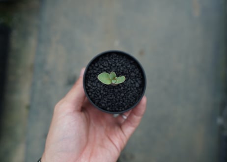 アデニウム　Adenium  No.6