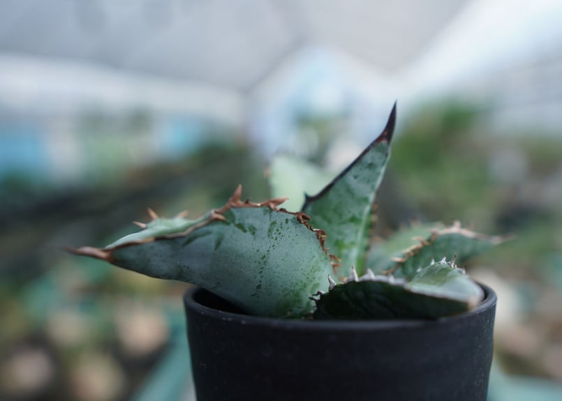 アガベ チタノタ ブルー Agave Titanota Blue No.3 | mana's