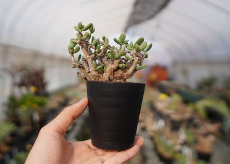 Ceraria pygmaea ケラリア ピグマエア　C NO.5