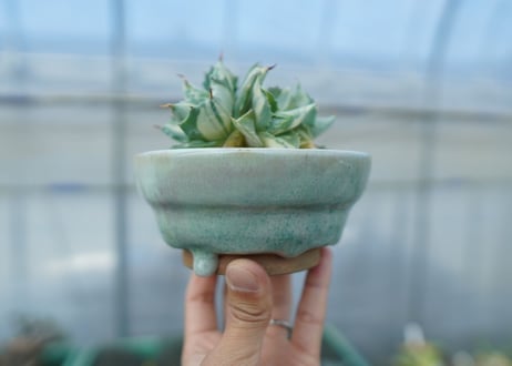 アガベ　王妃雷神錦　白中斑　Agave　“Ohi Raijin Nishiki Shironakahu”　No.2