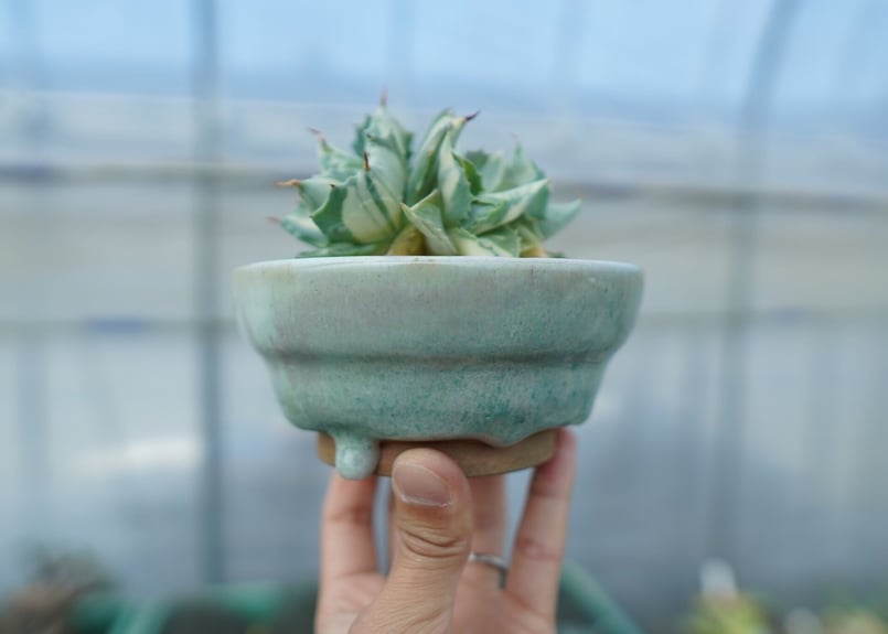 アガベ 王妃雷神錦 白中斑 Agave “Ohi Raijin Nishiki Shirona アガベ 王妃雷神錦 白中斑 Agave “Ohi Raijin Nishiki Shirona