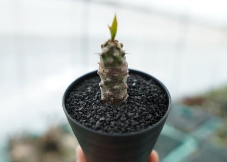 ユーフォルビア　パキポディオイデス  Euphorbia pachypodioides