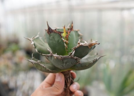 Agave titanota FO-76  F NO.5