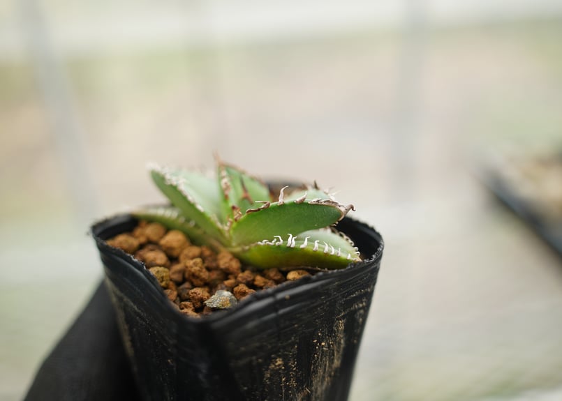 アガベ オテロイ 沖縄実生 No.1 | mana's farm:塊根植物・アガベ