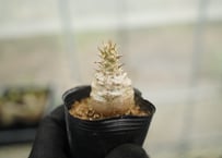 Soulabo x mana's farmn AGAVE-ZERO Black & Blue