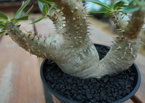 パキポディウム　デンシフローラム Pachypodium densiflorum   No.2
