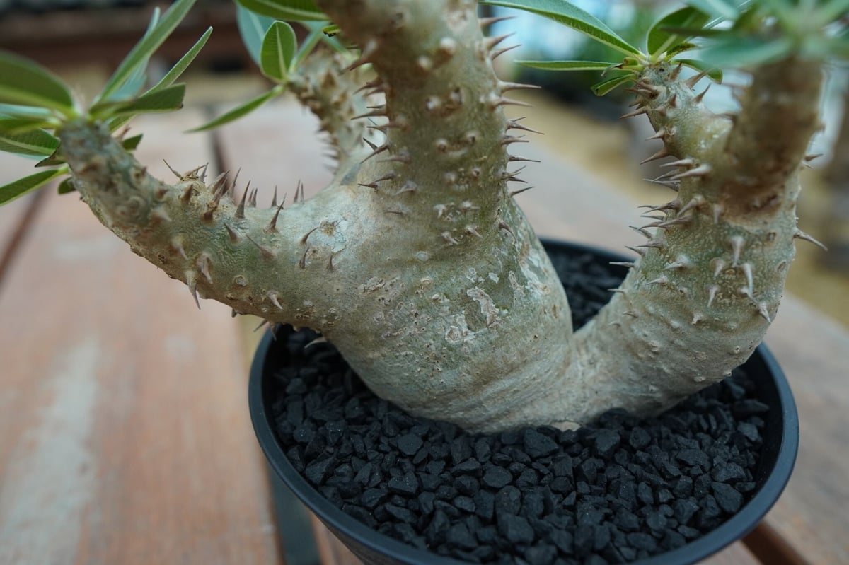 パキポディウム デンシフローラム Pachypodium densiflorum No.2