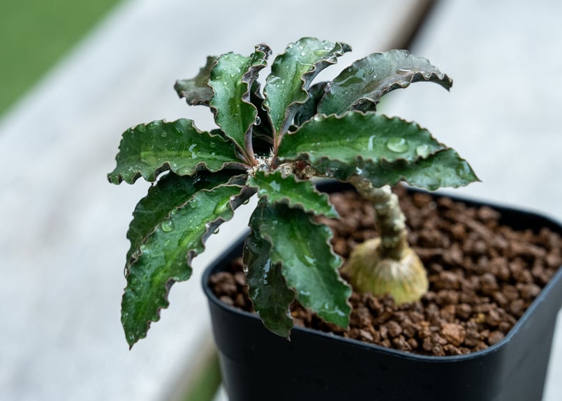 ユーフォルビア　アンボボンベンシス　塊根植物 ユーフォルビア アンボボンベンシス - M's plants