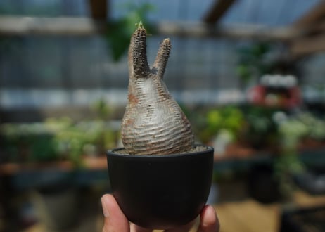 【未発根】パキポディウム　グラキリス　 Pachypodium Gracilius  No.10