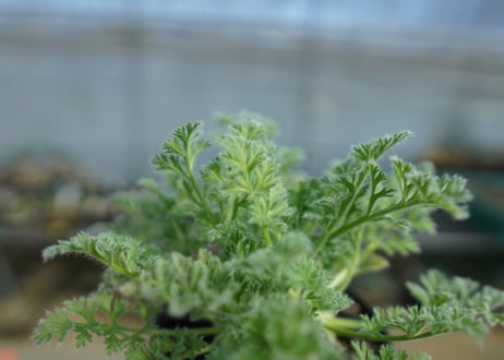 ペラルゴニウム　アッペンディクラツム　Pelargonium appendiculatum　C14
