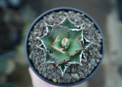 アガベ　チタノタ　FO-76  Agave titanota FO-76　No.2