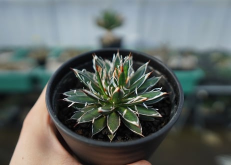 アガベ　フィリフェラ　シディゲラ　agave filifera ssp. schidigera 　No.1