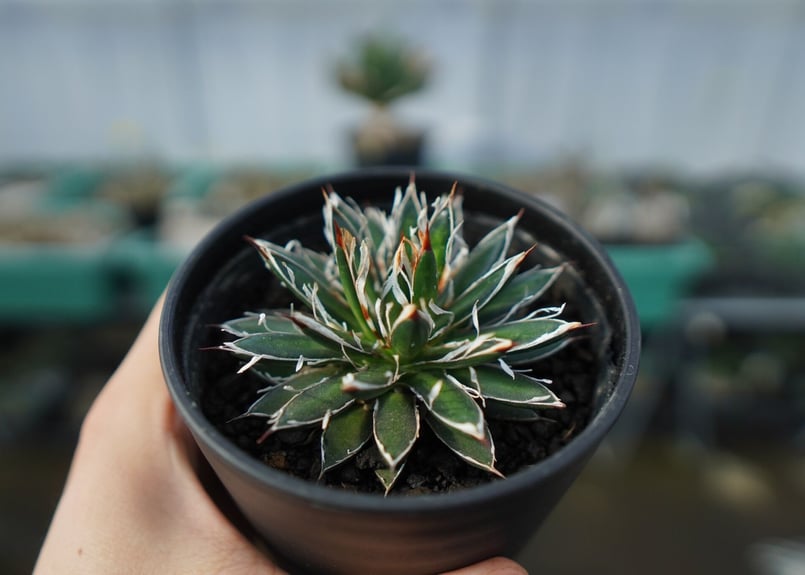 アガベ フィリフェラ シディゲラ agave filifera ssp. schidigera アガベ フィリフェラ シディゲラ agave filifera ssp. schidigera
