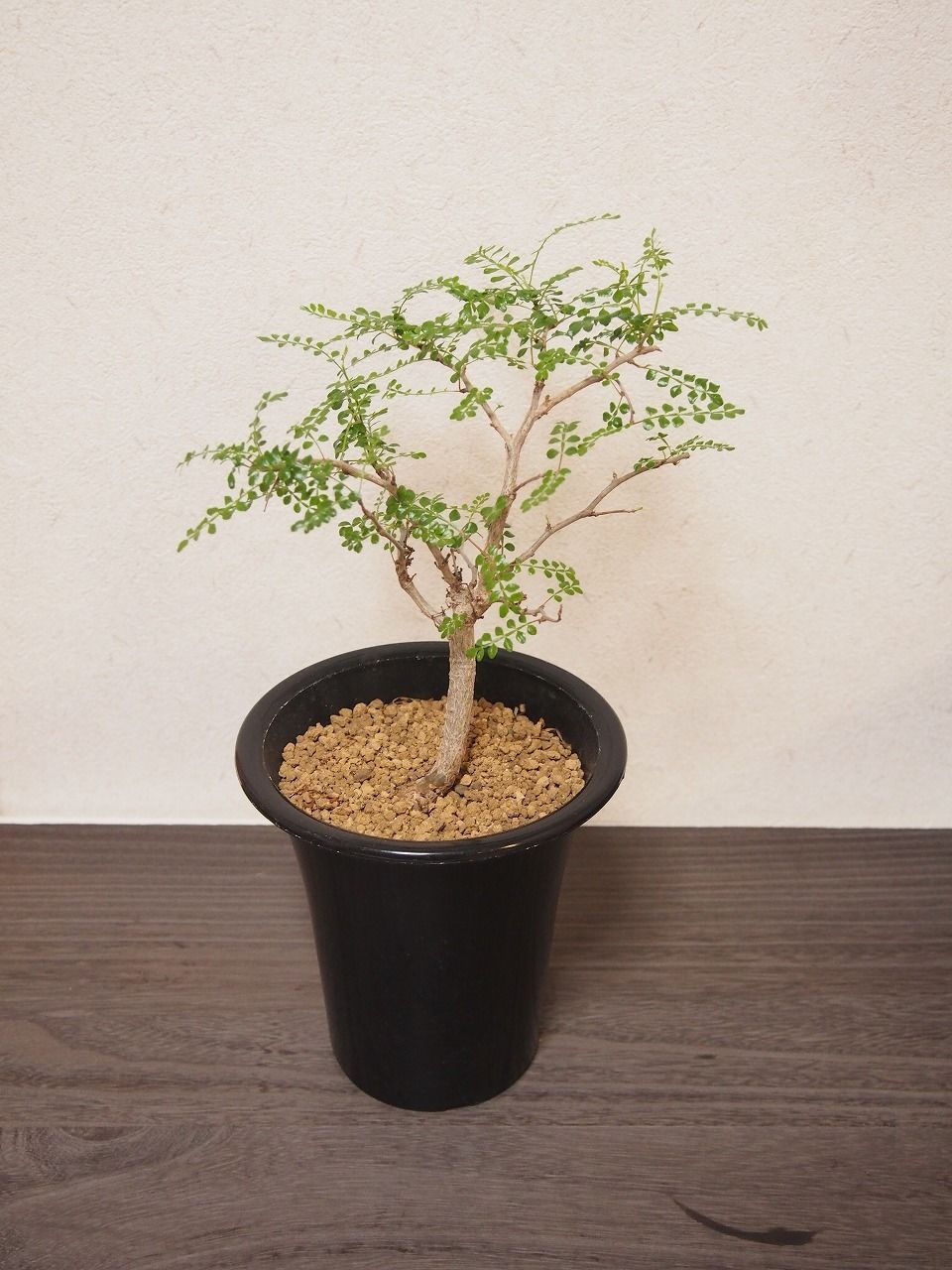 Operculicarya decaryi オペルクリカリア・デカリー no.2 | mana