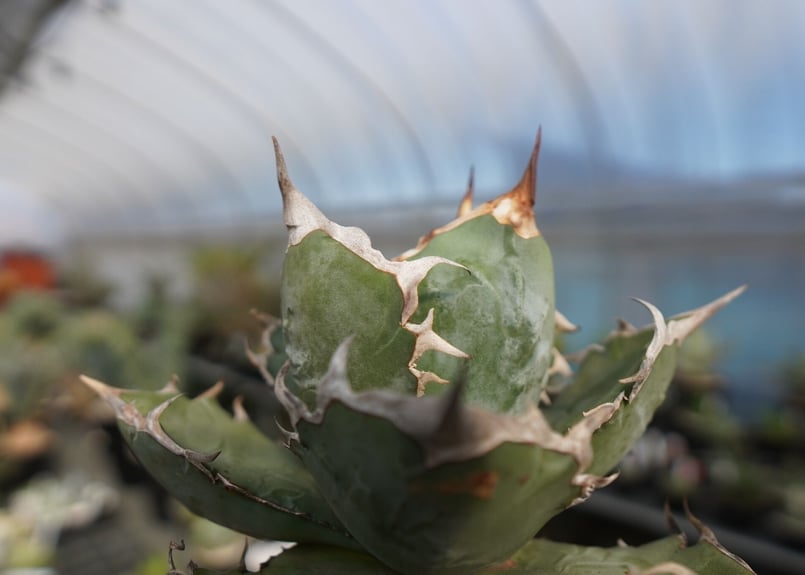 アガベ chocolatekiss 功克力之吻 台湾輸入株 アガベ chocolatekiss 功克力之吻 台湾輸入株 アガベ 『巧克力之吻