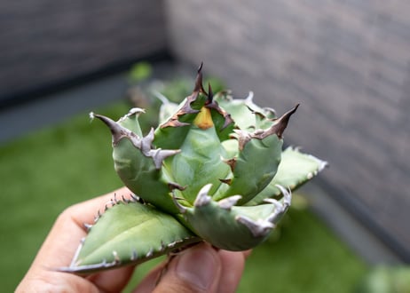 Agave titanota dwarf 姫厳龍NO.10