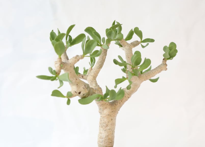 オトンナ フルカタ | mana's farm:塊根植物・アガベ・ドライガーデン