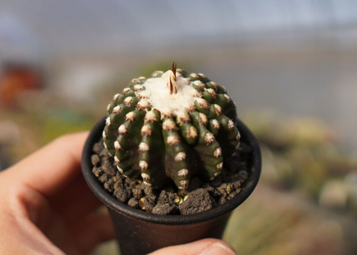 ディスコカクタス ホルスティ | mana's farm:塊根植物・アガベ・ドライ