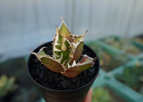 アガベ　チタノタ　レッドキャットウィーズル　Agave titanota Red catweezle