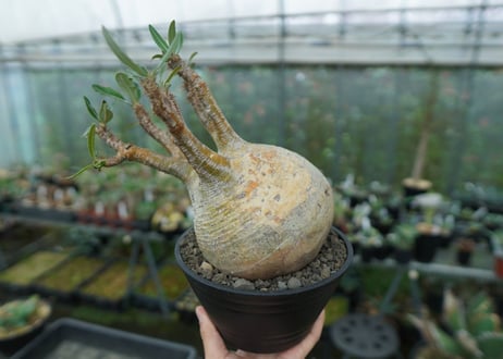 パキポディウム　グラキリス　 Pachypodium Gracilius  No.3