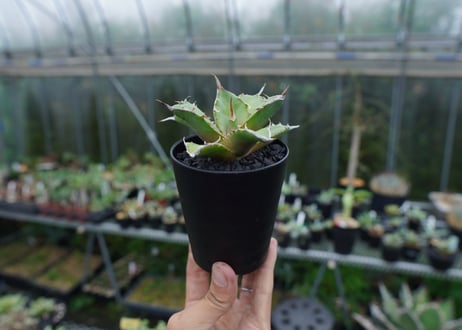 アガベ　チタノタ　獅子光　agave titanota Lion light 子株 No.4