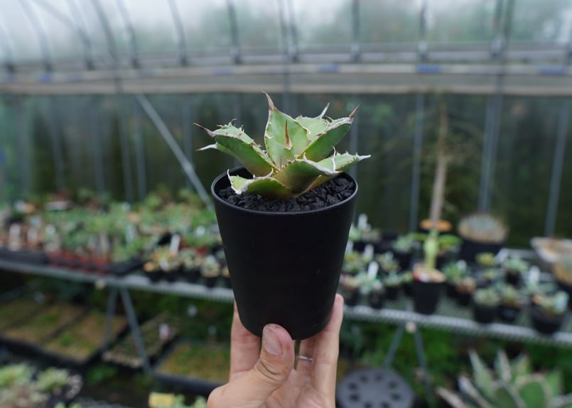 アガベ チタノタ 獅子光 agave titanota Lion light 子株 No.4