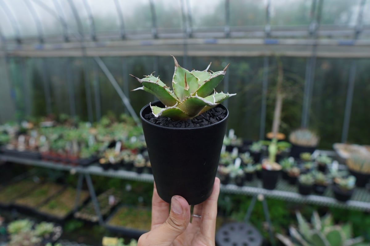 アガベ チタノタ 獅子光 agave titanota Lion light 子株 No.4