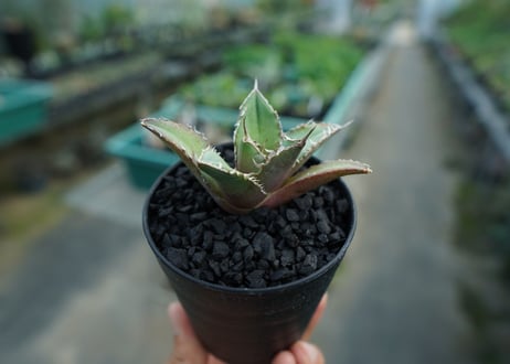 アガベ　チタノタ　FO-76　Agave titanota  FO-76　No.6